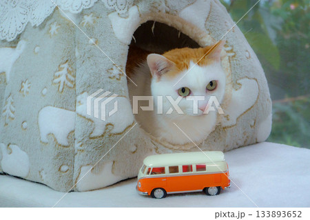 ドームハウスに入っている三毛猫とミニカー 133893652