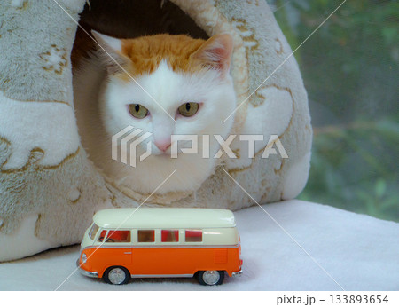 ドームハウスに入っている三毛猫とミニカー 133893654
