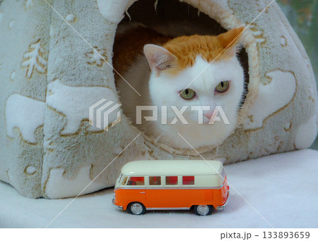 ドームハウスに入っている三毛猫とミニカー 133893659