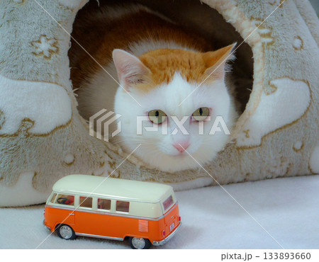 ドームハウスに入っている三毛猫とミニカー 133893660