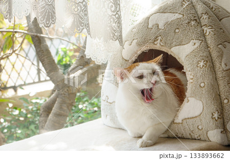 ドームハウスに入っている三毛猫 133893662