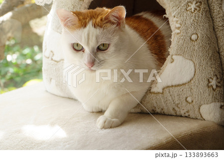 ドームハウスに入っている三毛猫 133893663