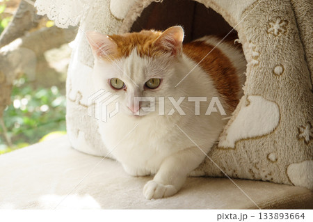 ドームハウスに入っている三毛猫 133893664