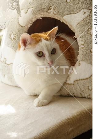 ドームハウスに入っている三毛猫 133893665