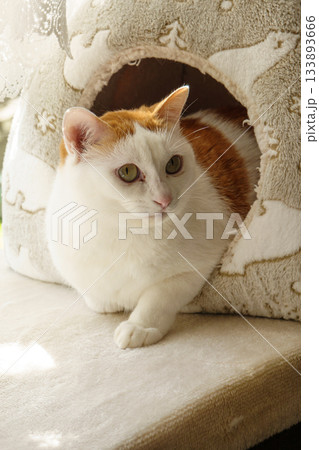 ドームハウスに入っている三毛猫 133893666