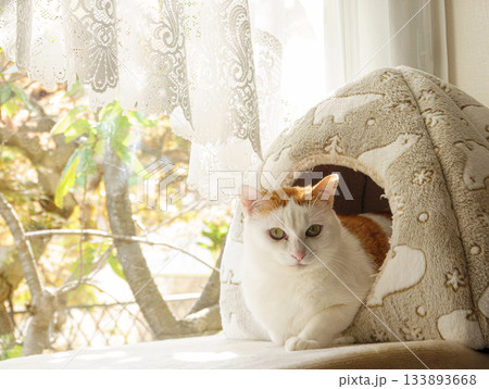 ドームハウスに入っている三毛猫 133893668