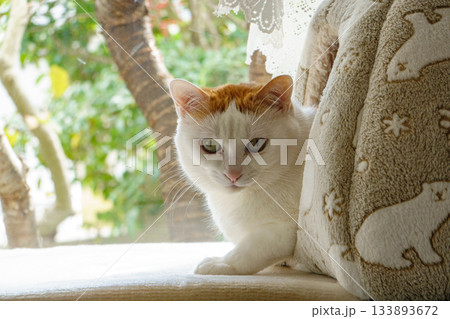 ドームハウスに入っている三毛猫 133893672