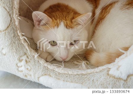 ドームハウスに入っている三毛猫 133893674