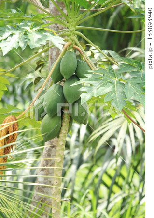 Green papaya tree with raw fruits in the garden, selective focus 133893940