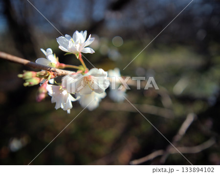 晴れた11月に道端に美しく咲いたサクラ「十月桜(ジュウガツザクラ)」 晴れた11月に道端に美しく咲いたサクラ「十月桜(ジュウガツザクラ)」 133894102