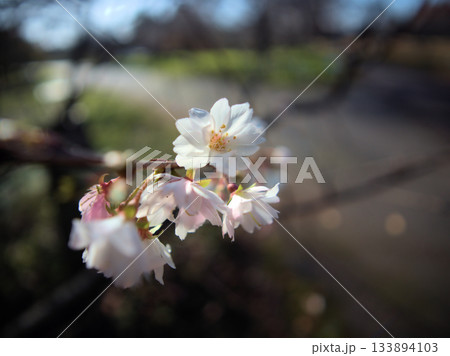 晴れた11月に道端に美しく咲いたサクラ「十月桜(ジュウガツザクラ)」 晴れた11月に道端に美しく咲いたサクラ「十月桜(ジュウガツザクラ)」 133894103