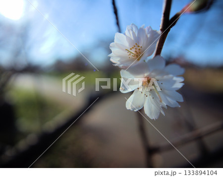 晴れた11月に道端に美しく咲いたサクラ「十月桜(ジュウガツザクラ)」 晴れた11月に道端に美しく咲いたサクラ「十月桜(ジュウガツザクラ)」 133894104