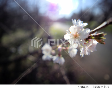 晴れた11月に道端に美しく咲いたサクラ「十月桜(ジュウガツザクラ)」 晴れた11月に道端に美しく咲いたサクラ「十月桜(ジュウガツザクラ)」 133894105