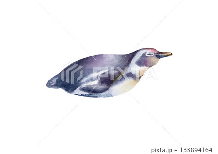 African Jackass Penguin (Spheniscus Demersus) The Endangered Spectacled Bird of South African and Namibian Coastlines.Hand drawn isolated watercolor illustration,call to preserve an endangered species 133894164