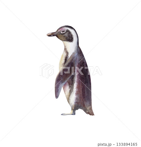 African Jackass Penguin (Spheniscus Demersus) The Endangered Spectacled Bird of South African and Namibian Coastlines.Hand drawn isolated watercolor illustration,call to preserve an endangered species 133894165