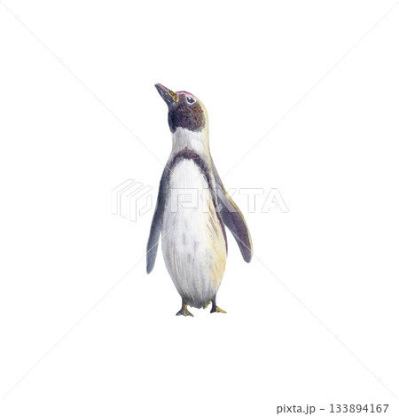 Female African spectacled penguin at sunset as a symbol of the preservation of endangered bird species that has fallen victim to environmental,anthropogenic factors.Hand drawn watercolor illustration 133894167