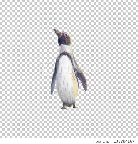 Female African spectacled penguin at sunset as a symbol of the preservation of endangered bird species that has fallen victim to environmental,anthropogenic factors.Hand drawn watercolor illustration 133894167