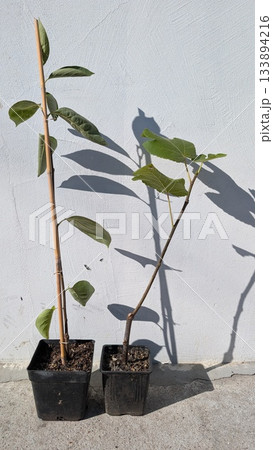 contemporary city garden featuring youthful potted trees forming sharp shadows on clean white wall 133894216