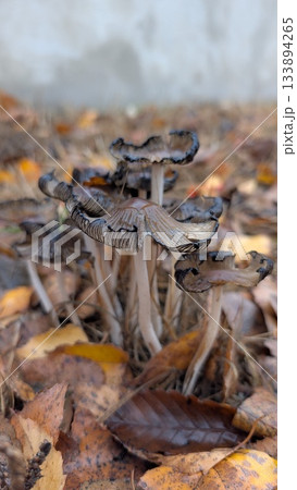 spotlight reveals wet mushroom caps, mushrooms nestled among fallen leaves under blurred forest scene spotlight reveals wet mushroom caps, mushrooms nestled among fallen leaves under blurred forest scene 133894265