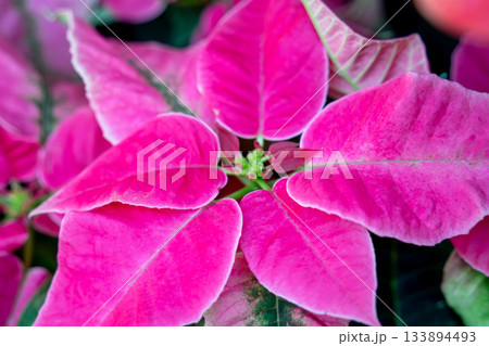 ポインセチア ショウジョウボク 猩々木 133894493