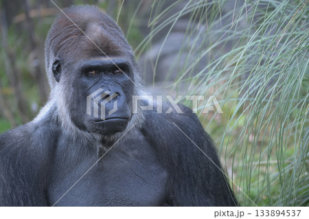 ネクタイをしめればどこかの会社にいそうな顔のゴリラ 133894537