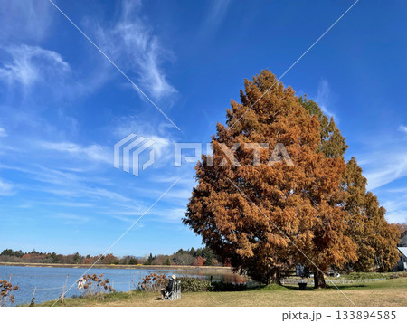 湖畔と紅葉のメタセコイア 湖畔と紅葉のメタセコイア 133894585