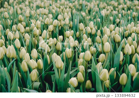 Large agricultural tulip cultivation scene, Extensive tulip crop plantation with commercial significance, Widescale tulip farming shown with organized planting and market implications Large agricultural tulip cultivation scene, Extensive tulip crop plantation with commercial significance, Widescale tulip farming shown with organized planting and market implications 133894632