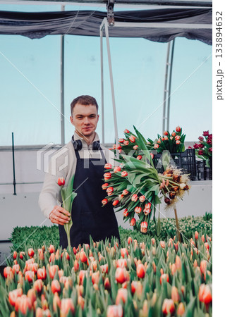 A florist skillfully assembles tulips amidst a lush greenhouse. A creative florist carefully assembles tulip stems in a greenhouse among vibrant flowers. A florist skillfully assembles tulips amidst a lush greenhouse. A creative florist carefully assembles tulip stems in a greenhouse among vibrant flowers. 133894652