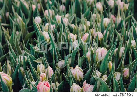 Rows of pink tipped tulip buds ready for harvest, florist preparing bundles for market, cool morning light, crisp green foliage, seasonal spring sale atmosphere, vendor activity implied Rows of pink tipped tulip buds ready for harvest, florist preparing bundles for market, cool morning light, crisp green foliage, seasonal spring sale atmosphere, vendor activity implied 133894659