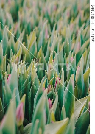 Tulip buds cultivation, Close view of evolving tulip tips under expert cultivation methods, Scientist observing and nurturing tulip buds within carefully maintained greenhouse setting Tulip buds cultivation, Close view of evolving tulip tips under expert cultivation methods, Scientist observing and nurturing tulip buds within carefully maintained greenhouse setting 133894664