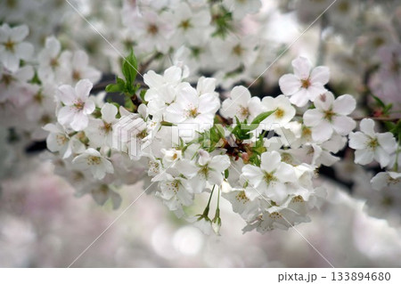 桜花爛漫 133894680