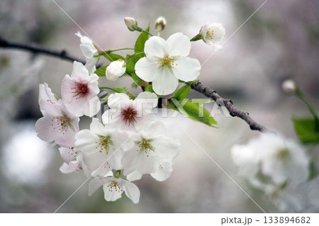 今、咲き始めた桜たち 今、咲き始めた桜たち 133894682