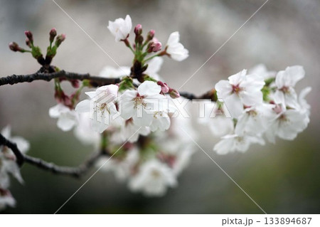 曇り空に咲く桜花 曇り空に咲く桜花 133894687
