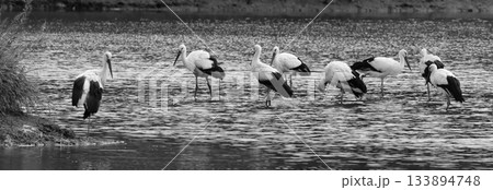 水辺にいたコウノトリの群れ 133894748
