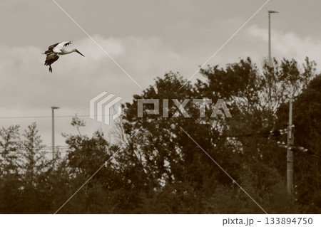 飛翔するコウノトリ 133894750