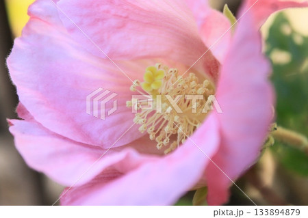 ピンク色の芙蓉の花と雄しべ 133894879