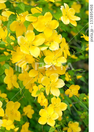 満開のヤマブキの花 133895408