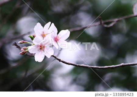 美しい桜の風景 美しい桜の風景 133895423