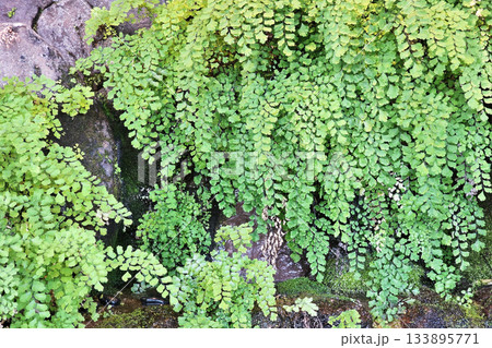 Green Fern Growing on a Stone Wall. Green Fern Growing on a Stone Wall. 133895771