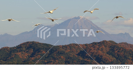 紅葉の山をバックに飛ぶハクチョウ 133895772