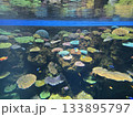カラフルな珊瑚　海響館 133895797