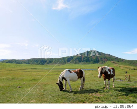 阿蘇・草千里ヶ浜の風景 草を食べる馬 (熊本県) 阿蘇・草千里ヶ浜の風景 草を食べる馬 (熊本県) 133895864