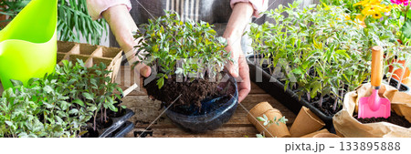 Pricking out, a man transplants young tomato and pepper seedlings into eco pots, transplanting seedlings from plastic containers into peat pots, preparing for spring planting in the ground, banner 133895888