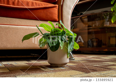 Maranta leuconeura Green plant in white pot placed next to an orange couch on patterned carpet in a cozy living room setting Maranta leuconeura Green plant in white pot placed next to an orange couch on patterned carpet in a cozy living room setting 133895921