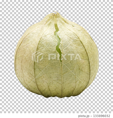 Fresh raw green tomatillo vegetable with husk. An organic physalis plant for healthy food and Mexican cuisine 133896032