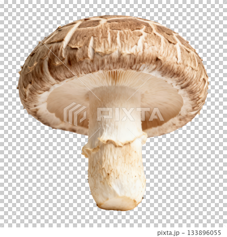 Fresh shiitake mushroom, healthy raw food ingredient. Earthy vegetable close up for delicious gourmet cooking Fresh shiitake mushroom, healthy raw food ingredient. Earthy vegetable close up for delicious gourmet cooking 133896055