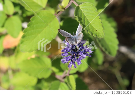 秋の庭に咲く紫色のダンギクの花の蜜を吸うヤマトシジミ蝶 133896108