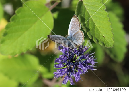 秋の庭に咲く紫色のダンギクの花の蜜を吸うヤマトシジミ蝶 133896109