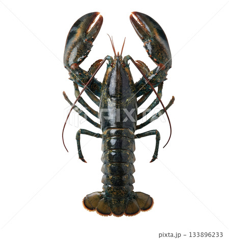 Raw fresh gourmet lobster delicious seafood crustacean from top view perspective ready for cooking and luxury meal 133896233