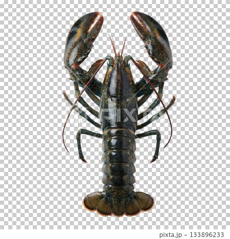 Raw fresh gourmet lobster delicious seafood crustacean from top view perspective ready for cooking and luxury meal 133896233